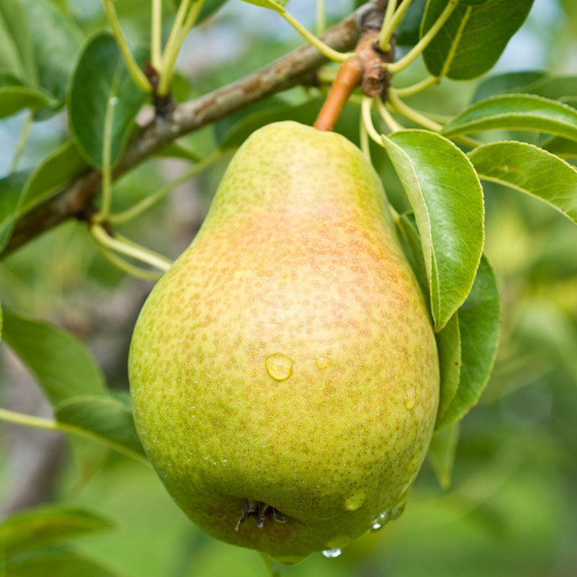 Bartlett pears gathered in a rustic crate