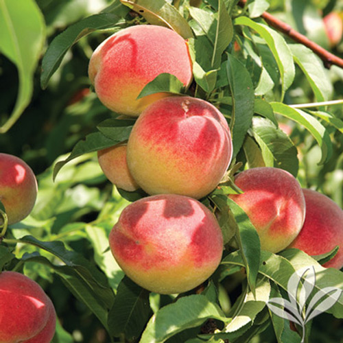 RED GLOBE PEACH Peach tree ready for planting