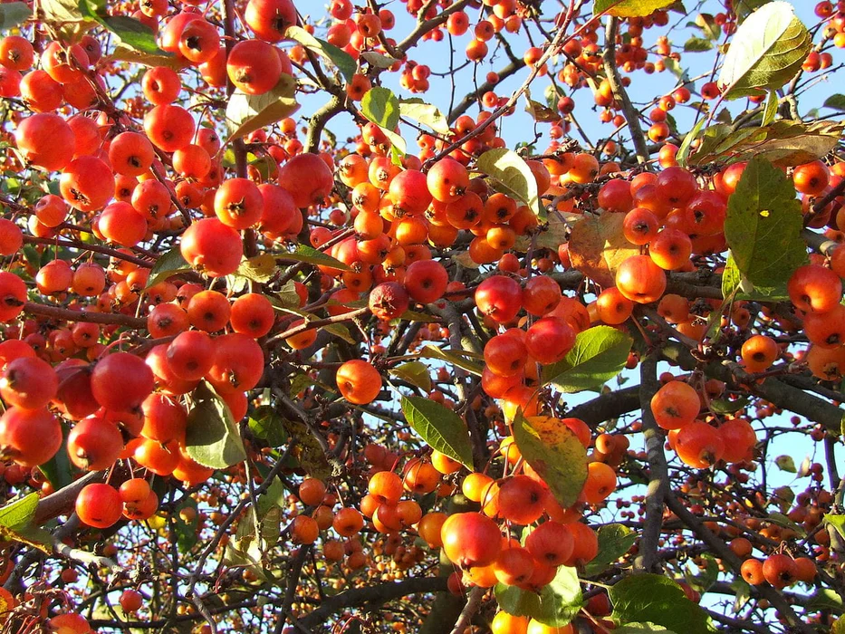 Mt. Evereste crabapple blossoms in bloom