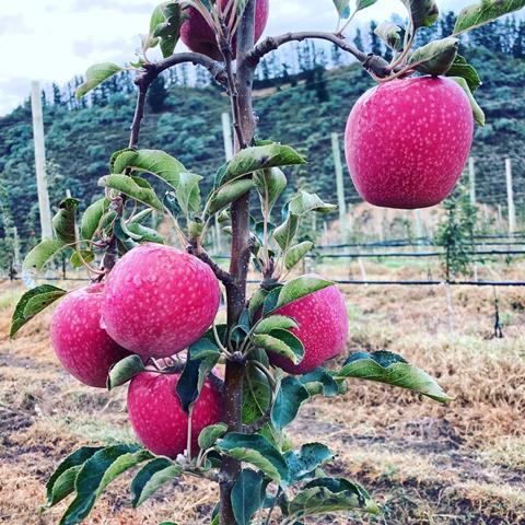 Ruby Pink Lady apples with a rosy blush