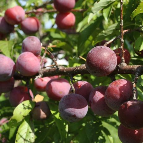 BLUSHINGSTAR Peach tree ready for planting