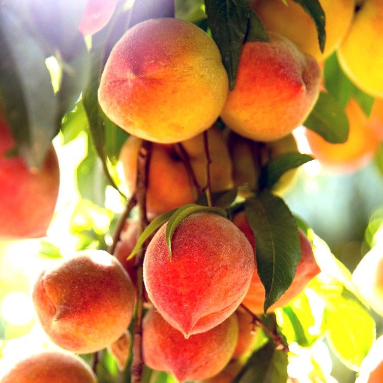 SUNCREST PEACH Peach tree ready for planting