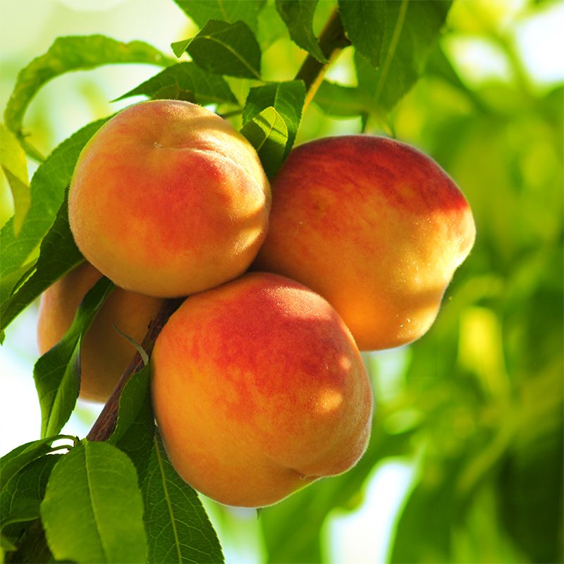 EARLY ELBERTA Peach tree ready for planting