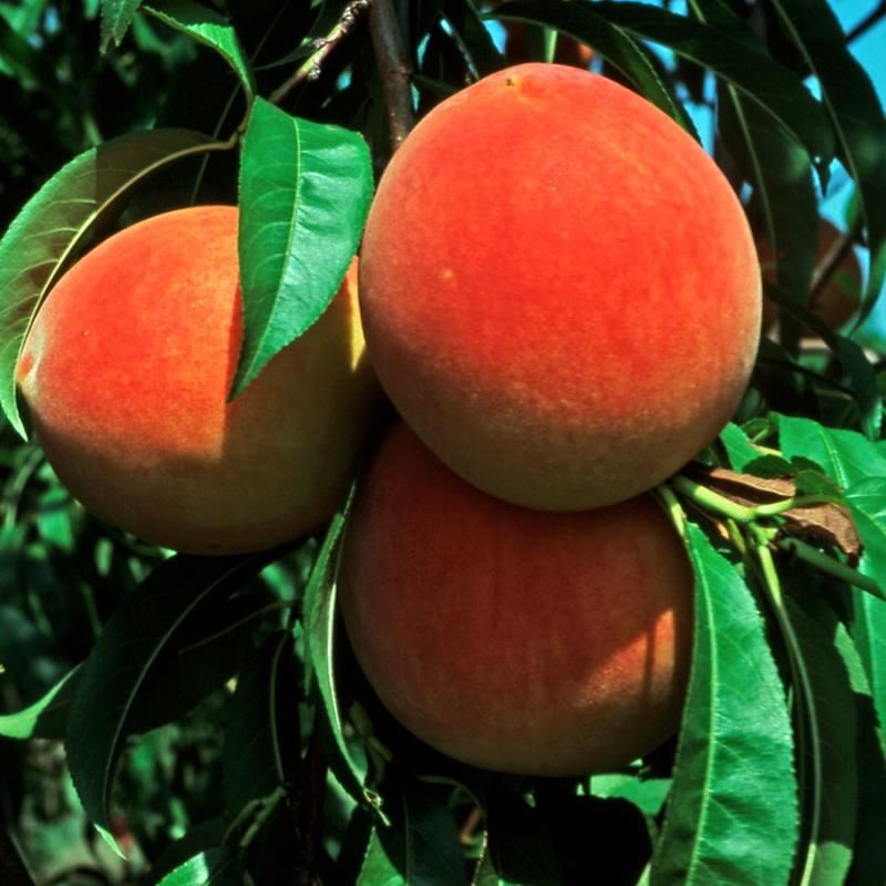 CRESTHAVEN Peach tree ready for planting