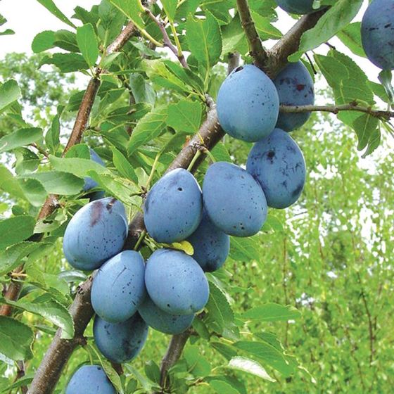 STANLEY PRUNE Plum tree ready for planting