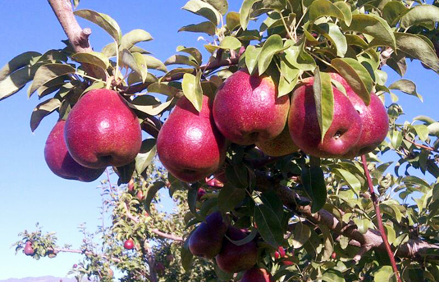Reddish CapeFire pears displayed on a table