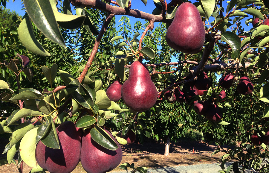 Hailey Red pears showing warm blush colors