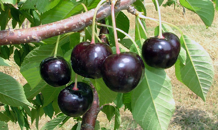 Black Pearl cherries with glossy dark skin