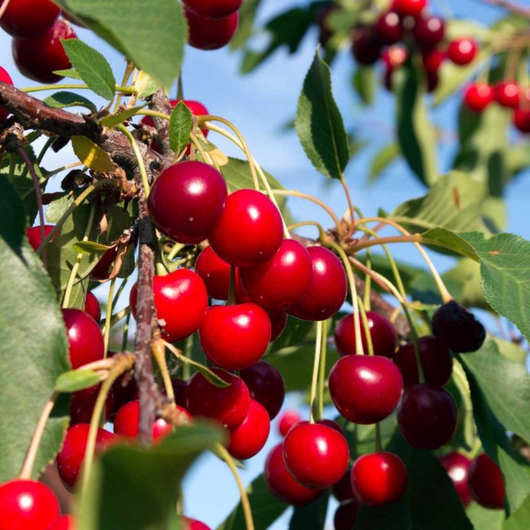 Clusters of Coral Champagne cherries on the branch