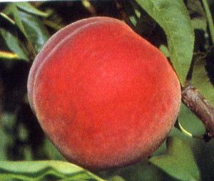 MADISON PEACH Peach tree ready for planting