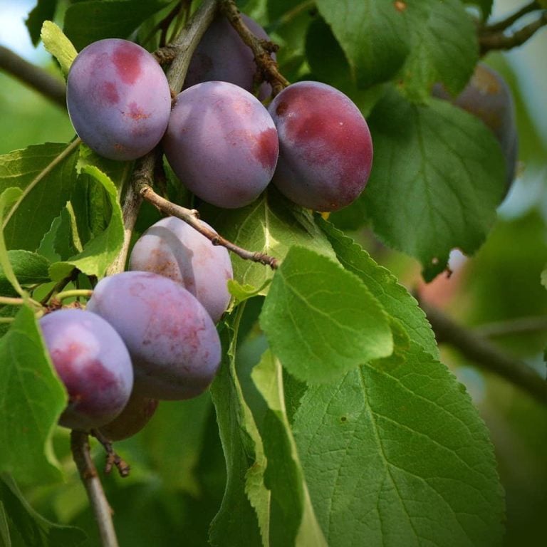 ELEPHANT HEART PLUM Plum tree ready for planting