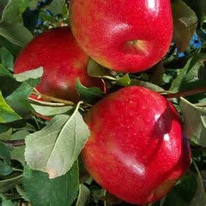 Honeycrisp apples with vibrant red skin
