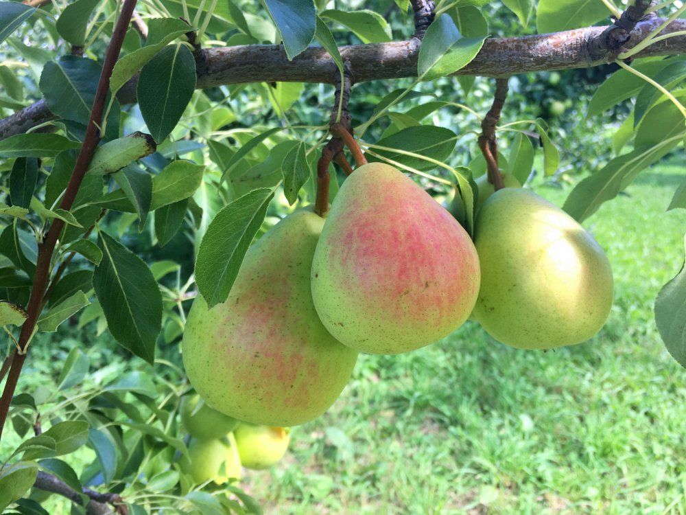 Gem pears with smooth green skin