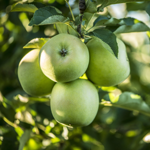 Bright green Granny Smith apples on the tree