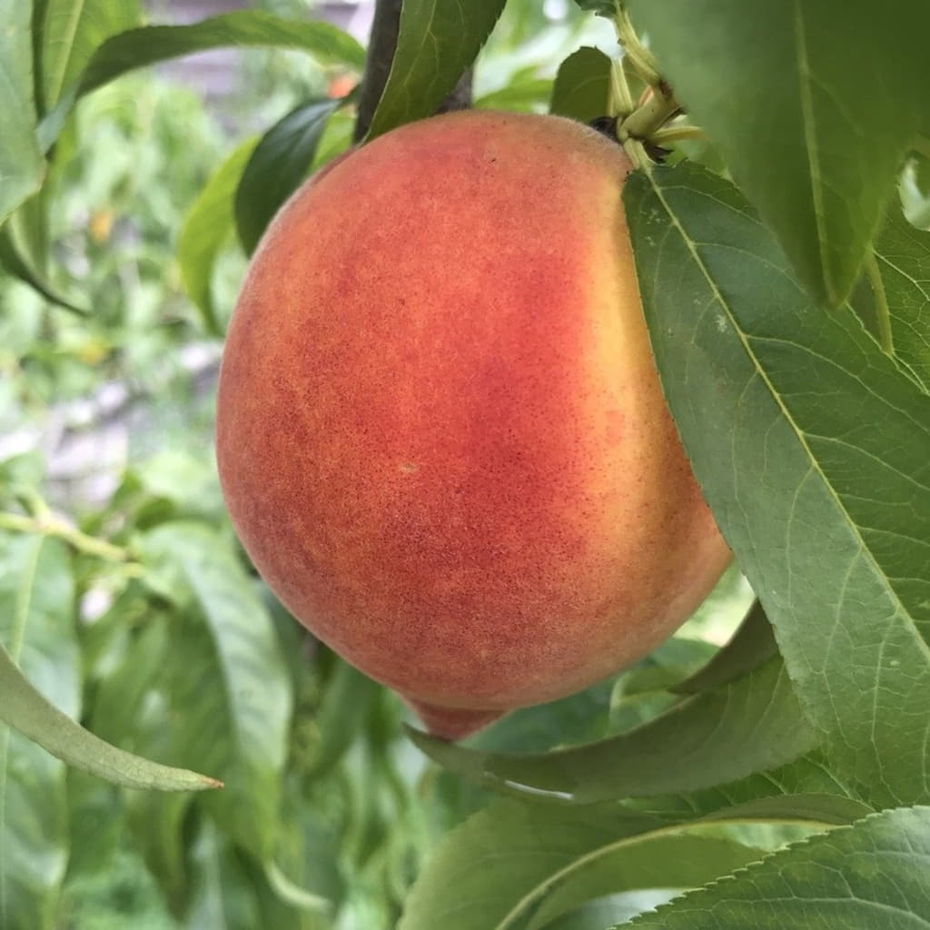 LORING PEACH Peach tree ready for planting