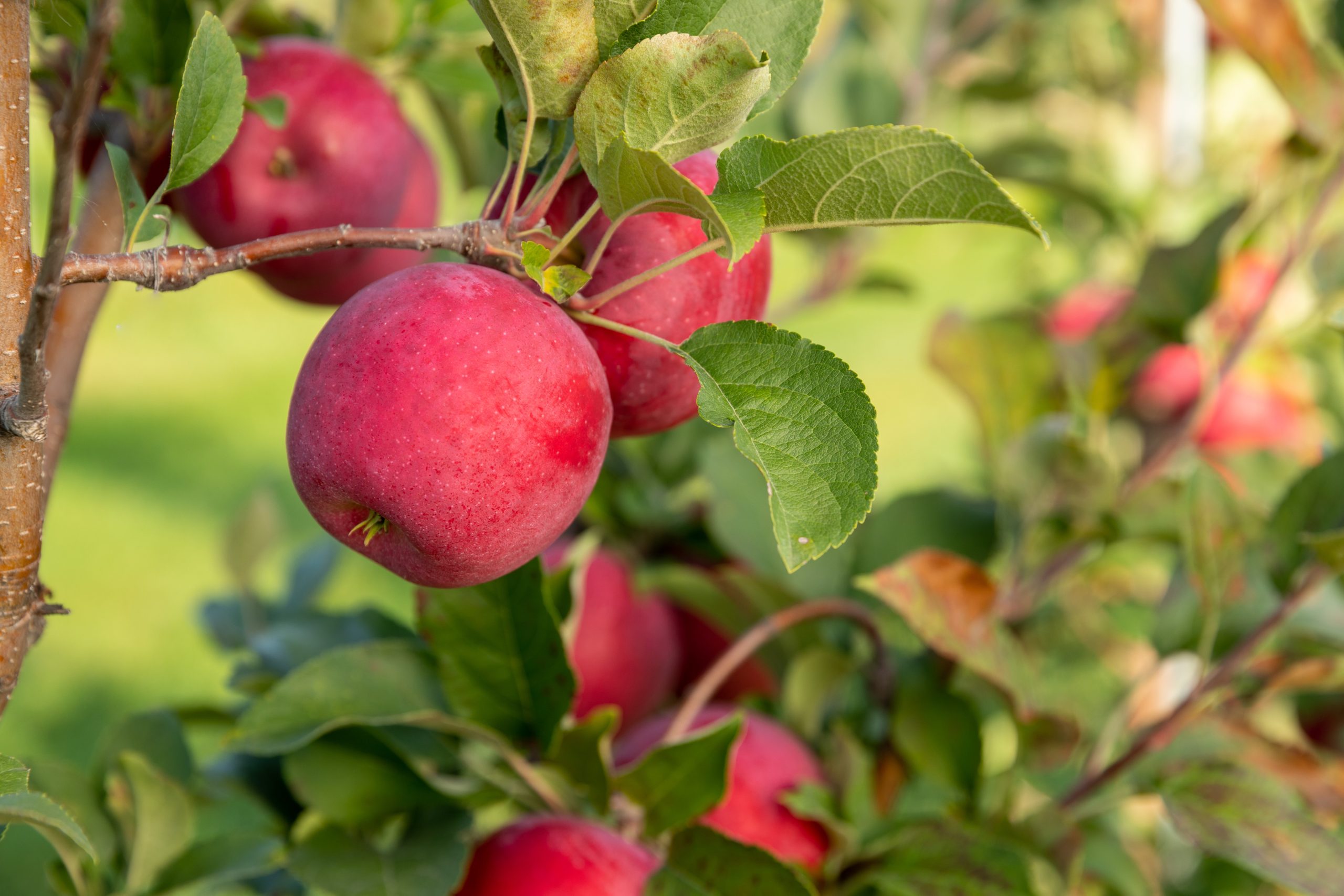 RedRidge Gala apples ready for harvest