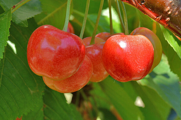 Yellow Rainier cherries ready to pick