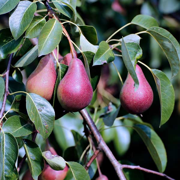 Red Clapp pears with rich crimson tones