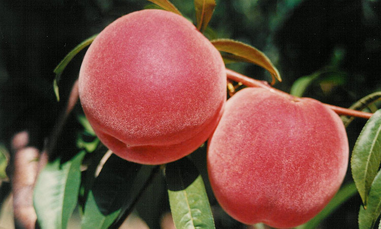 RISINGSTAR Peach tree ready for planting