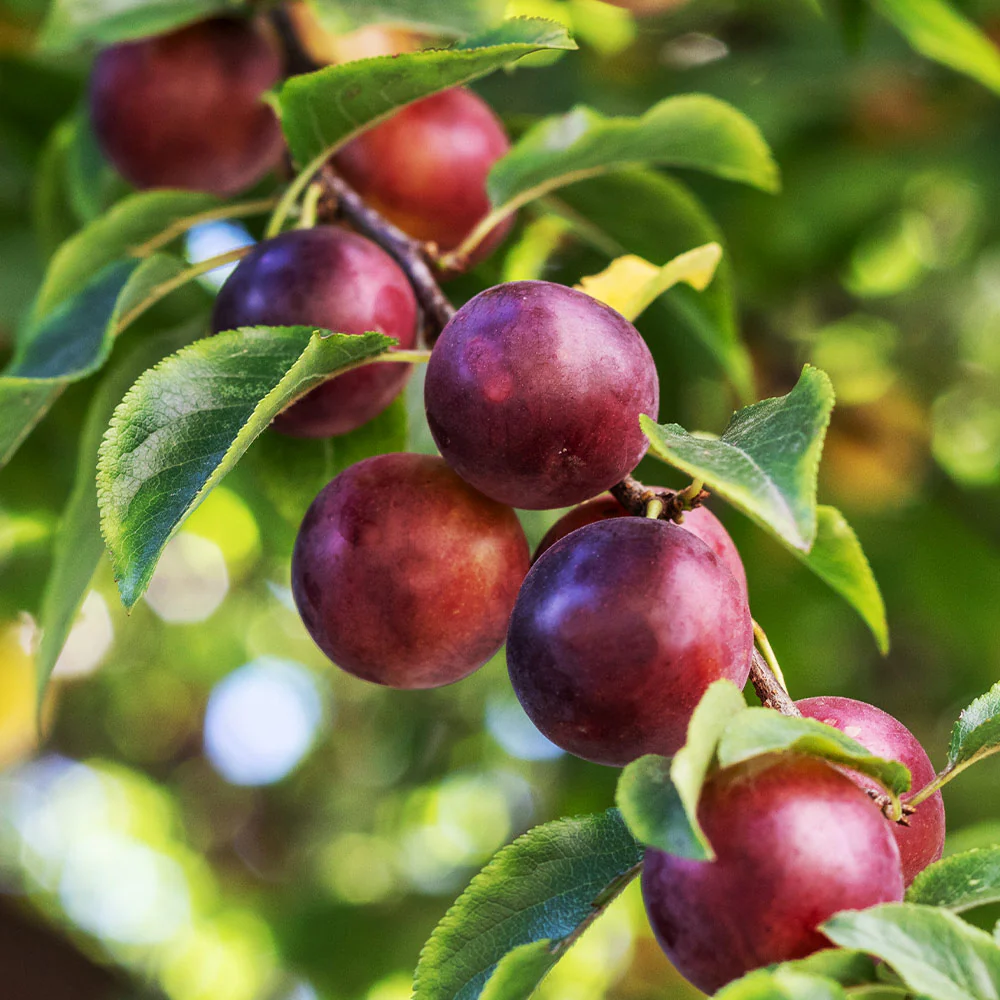 SATSUMA PLUM Plum tree ready for planting
