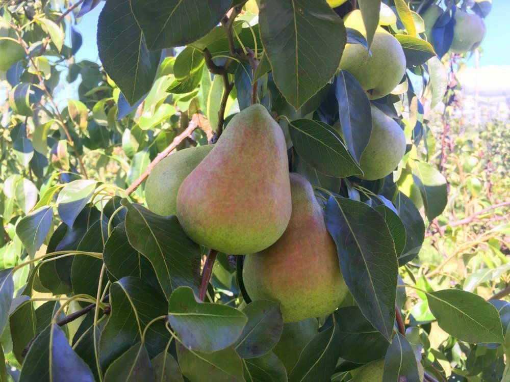 Shenandoah pears arranged for market