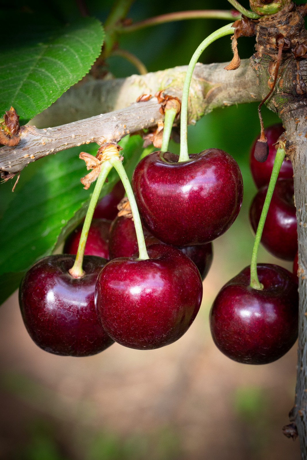 Skeena cherries hanging in pairs