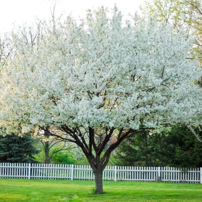 Snowdrift crabapple tree covered in white blossoms