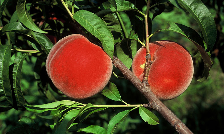 STARFIRE Peach tree ready for planting