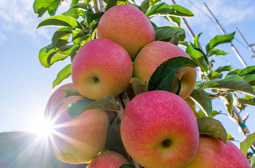 Sunflare WA 64 apples glowing in sunlight