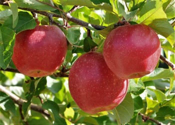Temptation Gala apples with striped color
