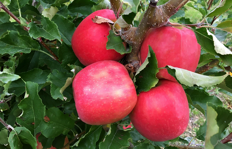 Barnsby Pink Lady apples ripening on a branch