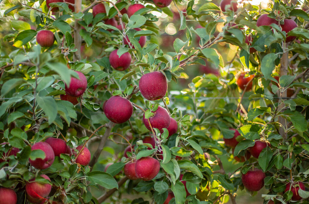 Cosmic Crisp apples freshly harvested