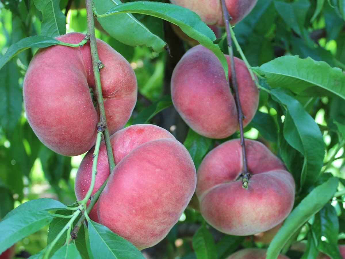 SWEET CAP PEACH Peach tree ready for planting