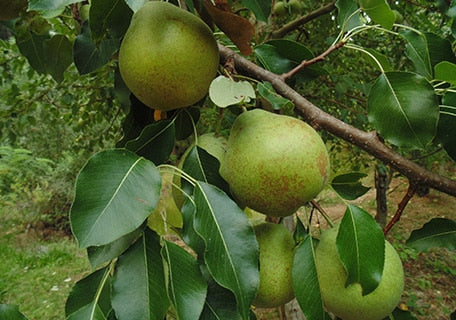 Green D’Anjou pears freshly picked
