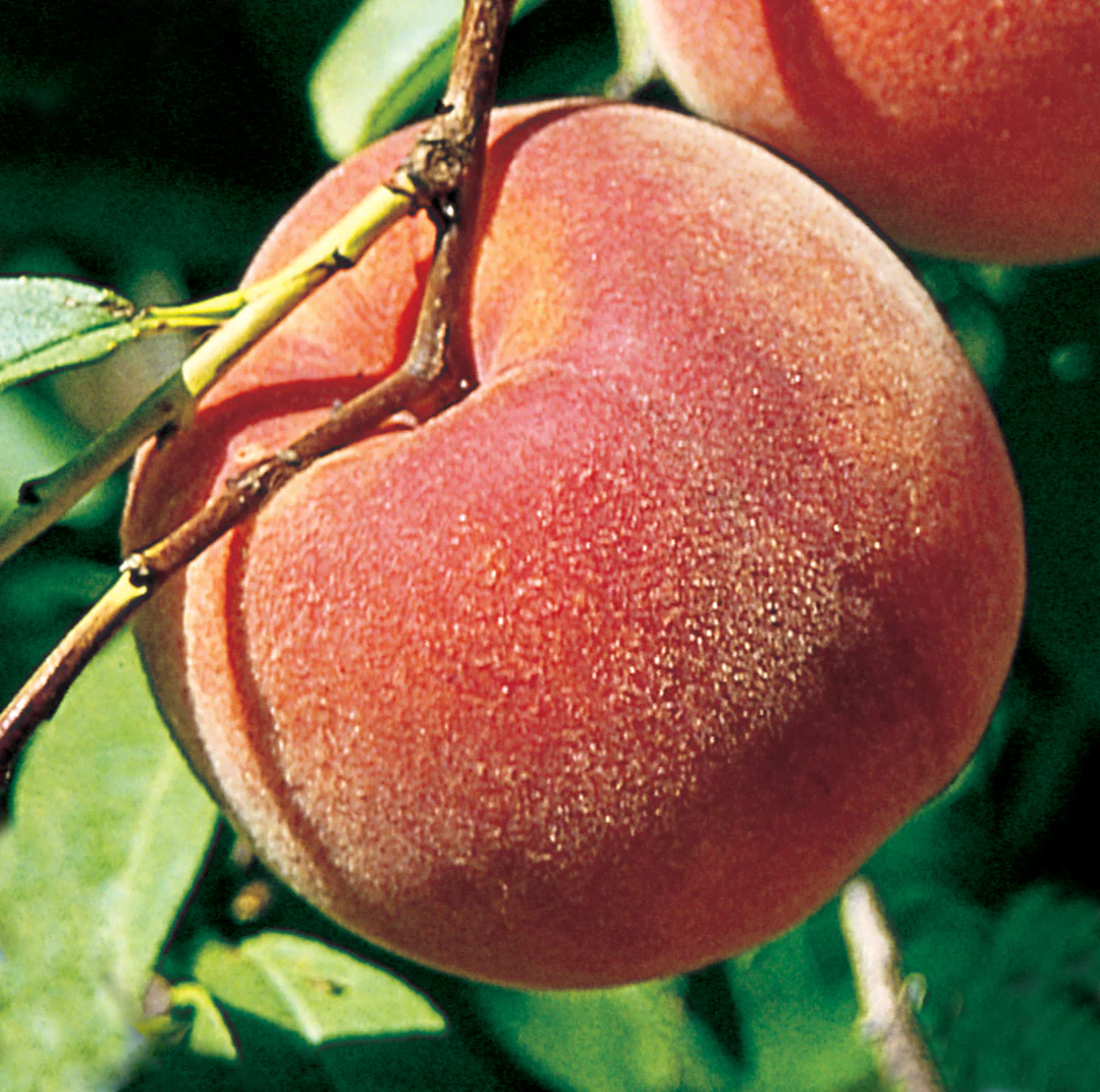 BLAZINGSTAR Peach tree ready for planting