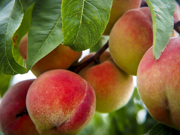 GLOHAVEN PEACH Peach tree ready for planting
