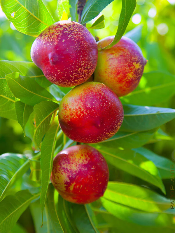 RED GOLD Nectarine tree ready for planting