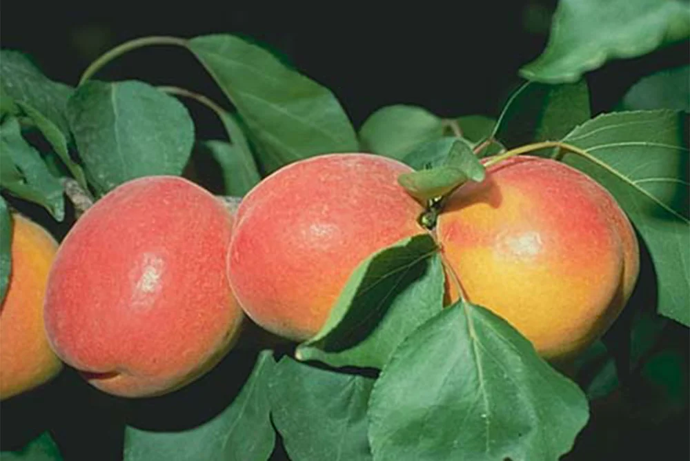 Rival Apricot tree ready for planting