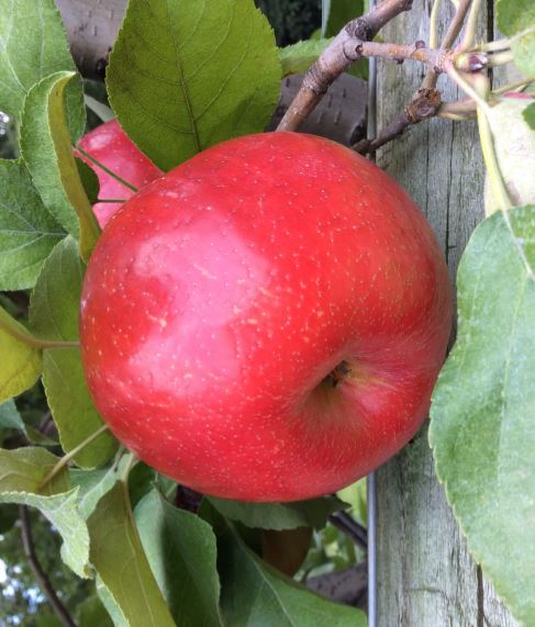Roseland Red Honeycrisp apples on the tree