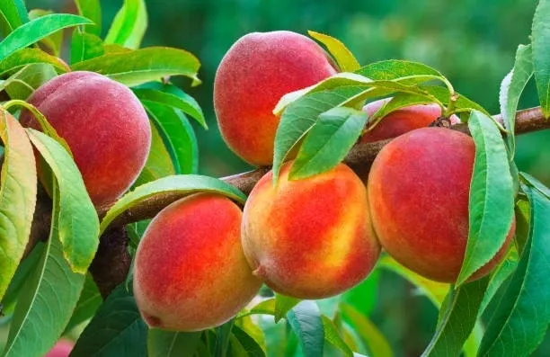 GLOWINGSTAR Peach tree ready for planting