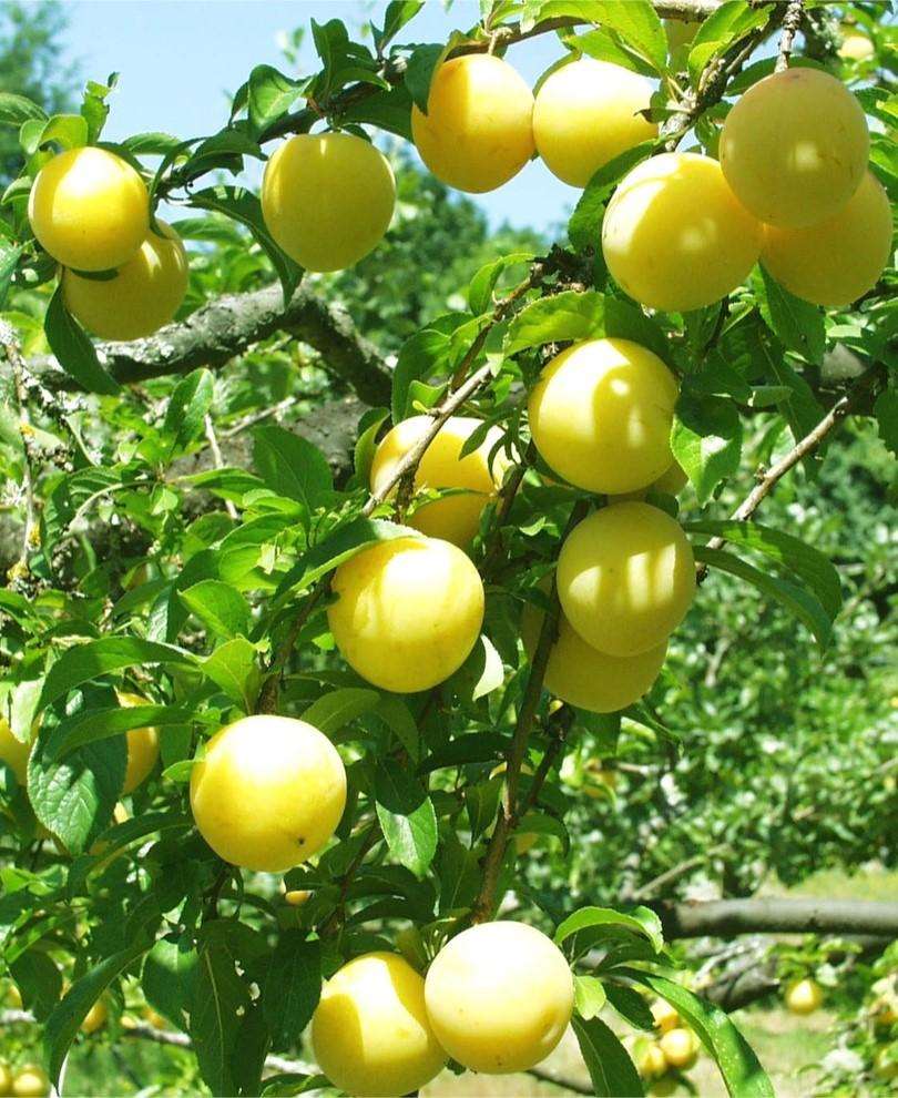 SHIRO PLUM Plum tree ready for planting