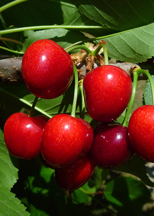 Suite Note cherries glistening in the sun