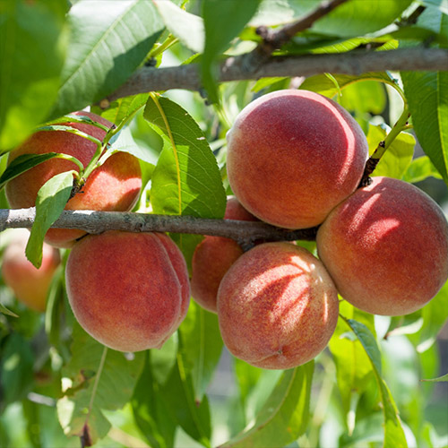 EARLY REDHAVEN Peach tree ready for planting